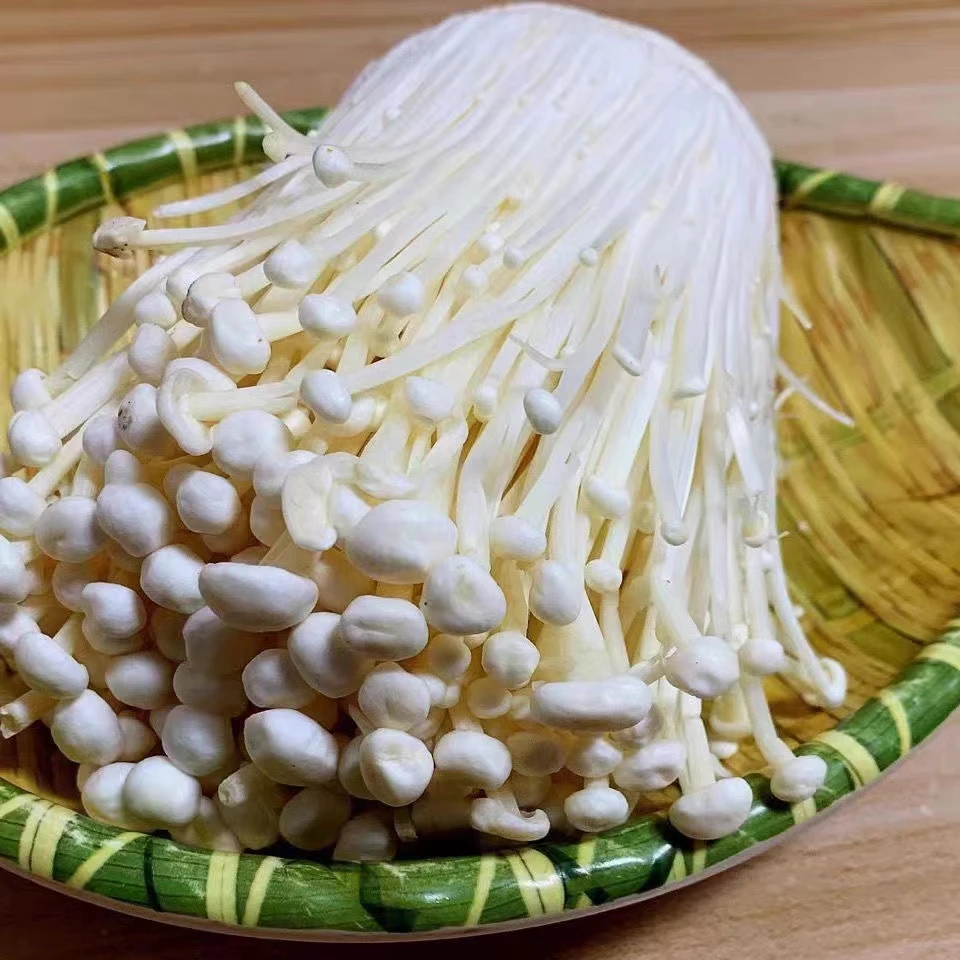 detan Sold all year roun fresh Origin Jamur Enoki Mushroom From China