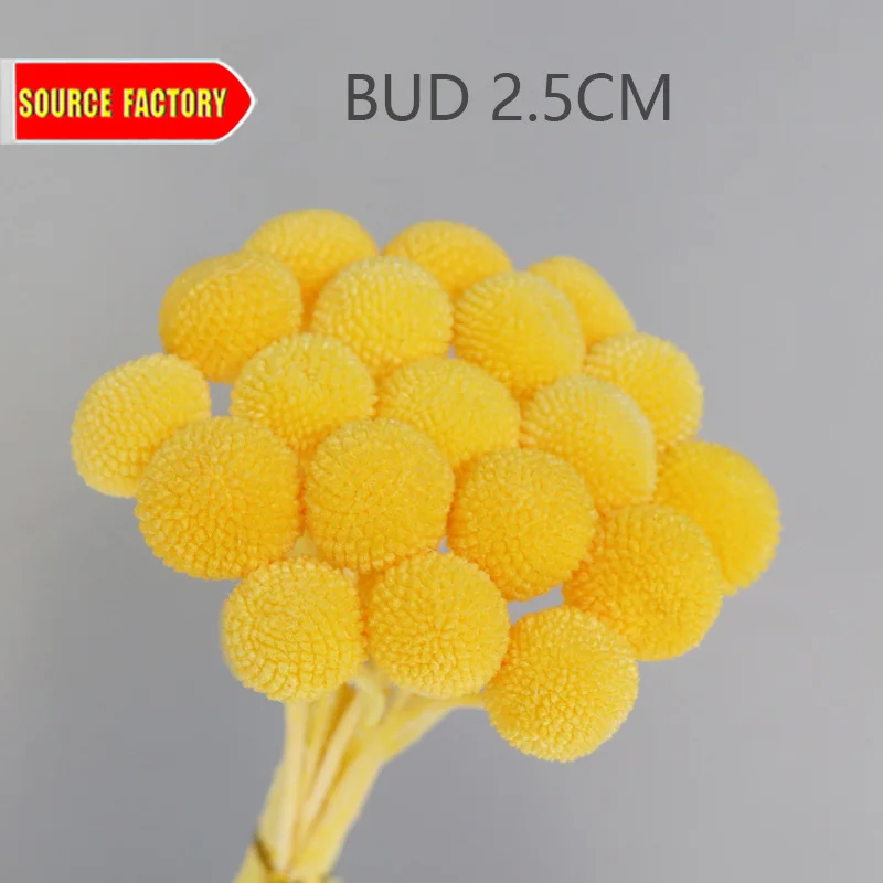 Kunming, оптовая продажа, свежий вырезанный цветок, Билли пуговицы, Золотые шарики, сохранение золотых шариков, цветочные кости