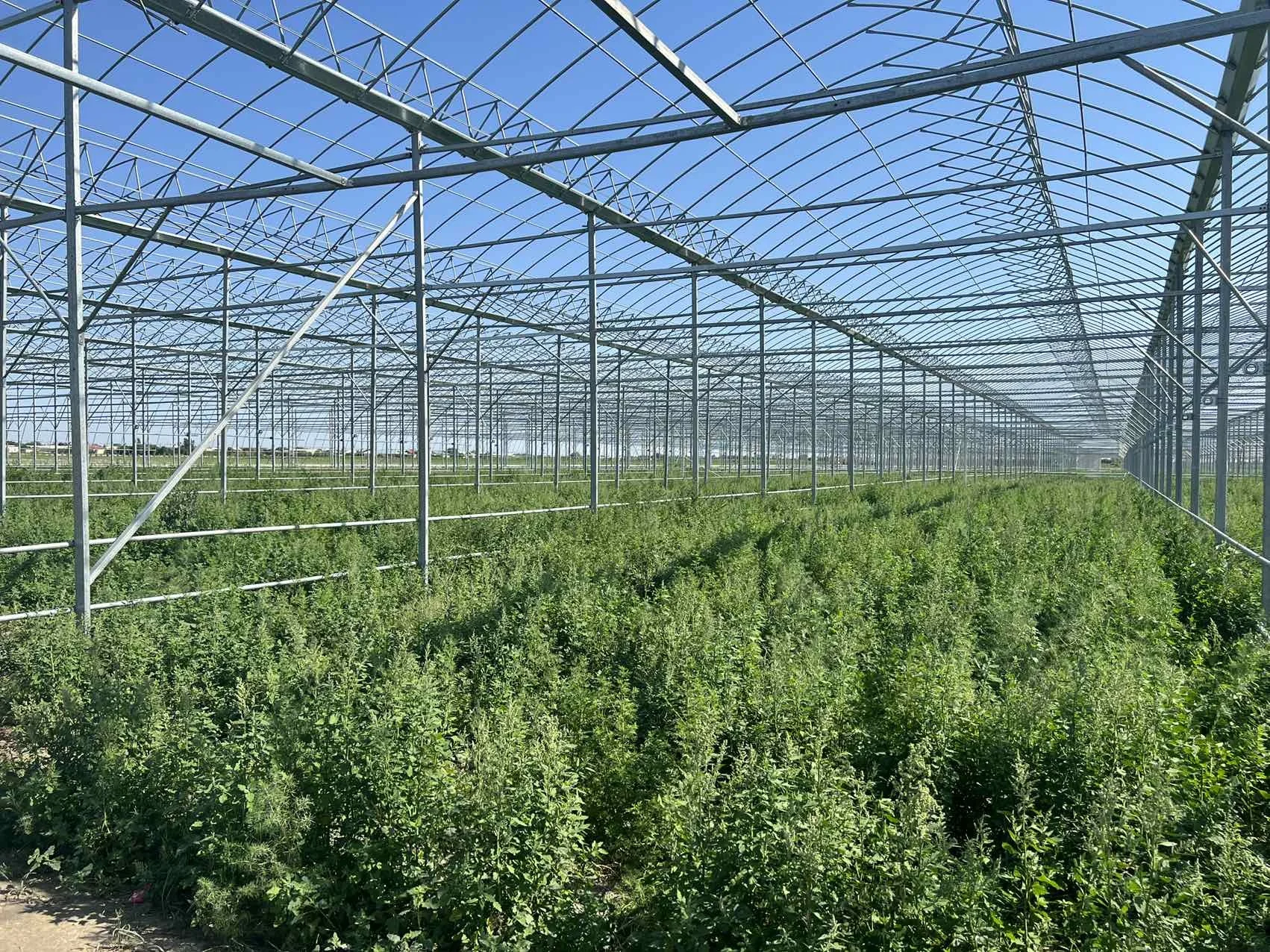 Agricultural Cultivation Hot Dip Galvanized Steel Frame Growing Multi-span Glass Greenhouse Tunnel Mushroom Greenhouse