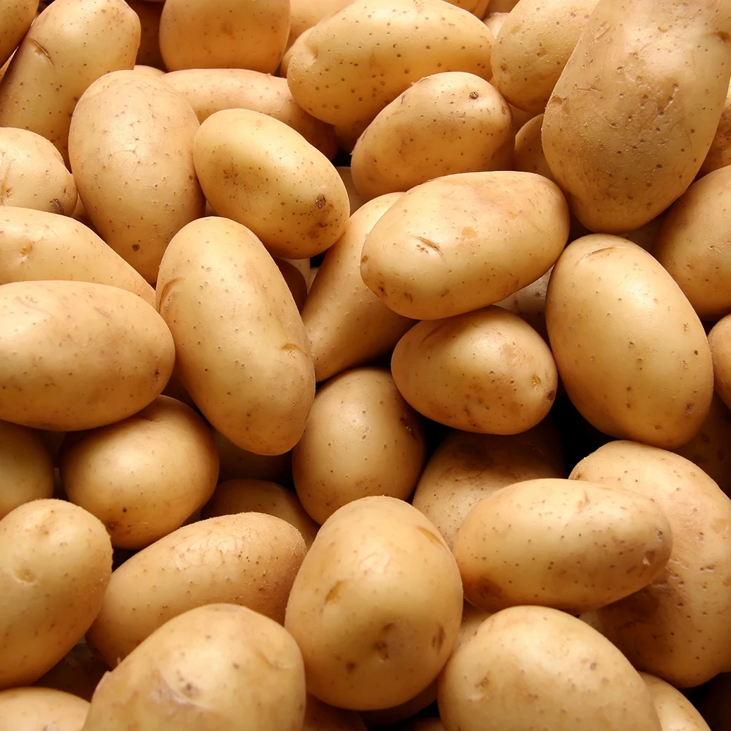 Fresh potato from Holland The Netherlands for wholesale private label 35 / 100mm 5 - 25kg bags best quality