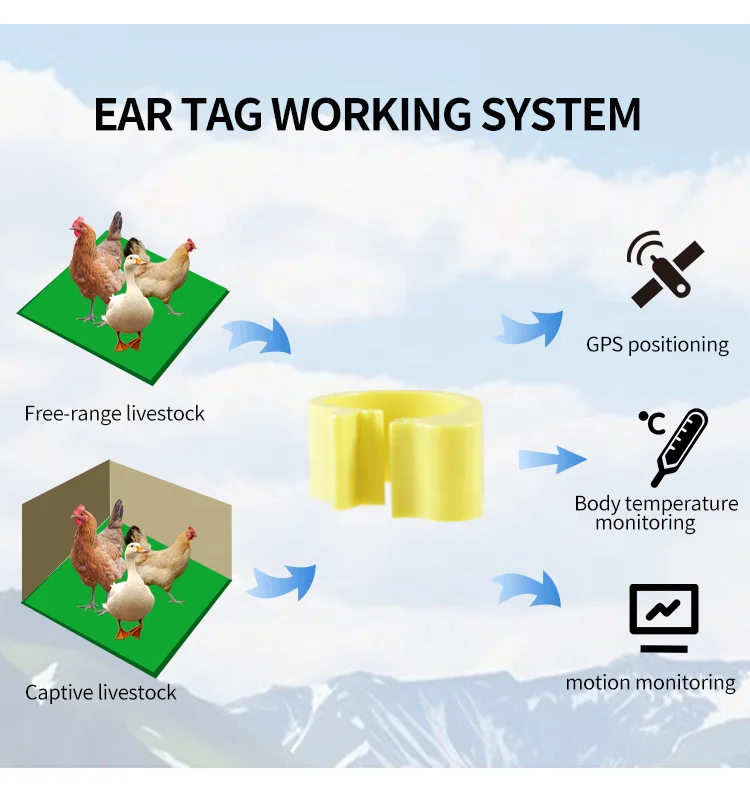 F-006 Animal Bird Parrot Finger Ring Customized Pigeons Leg Ring Supplies Bird Pigeon Foot Rings