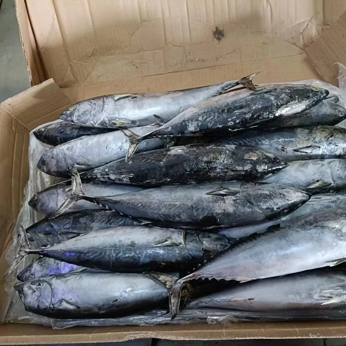 Whole Round Frozen Bonito Tuna Fish 200-300g/pcs