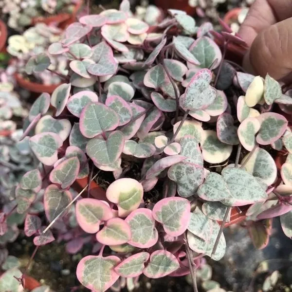 String of Hearts Variegated hanging  live plants Indoor Ornamentals plant