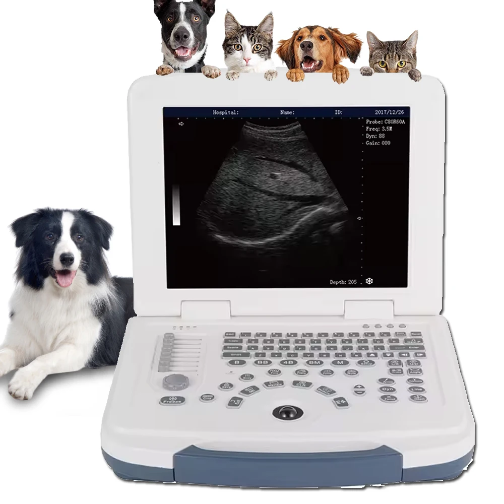 УЗИ для кошек