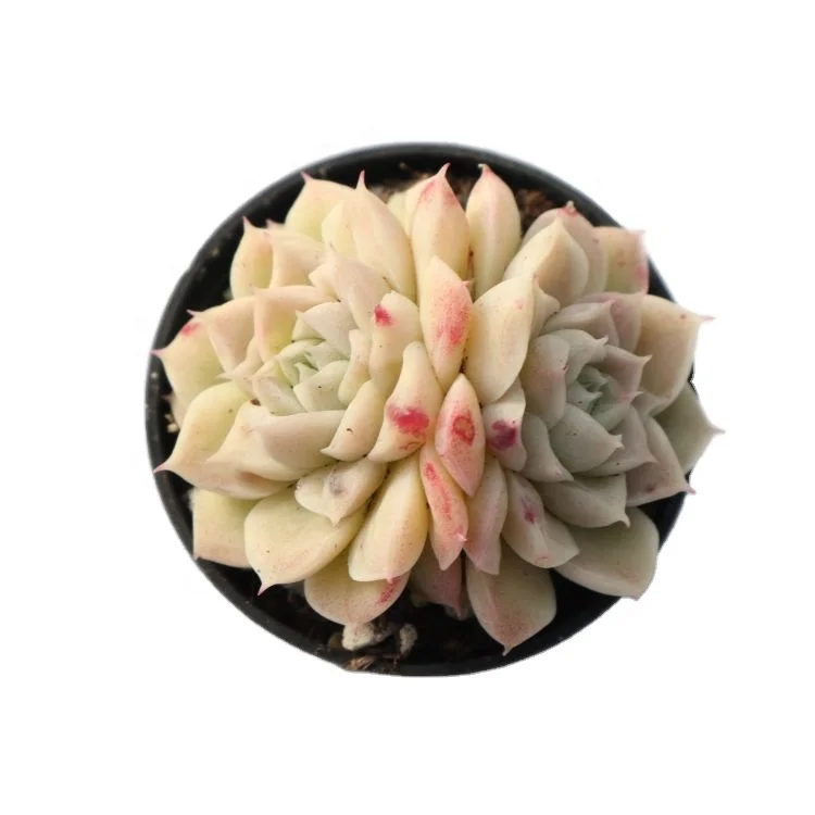 
2021 best-selling korean rare succulents live plants set natural 