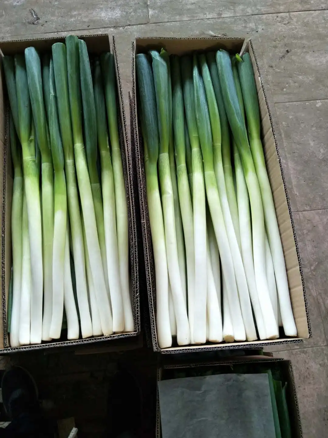 2021 China fresh big long Good quality and cheap price green onion