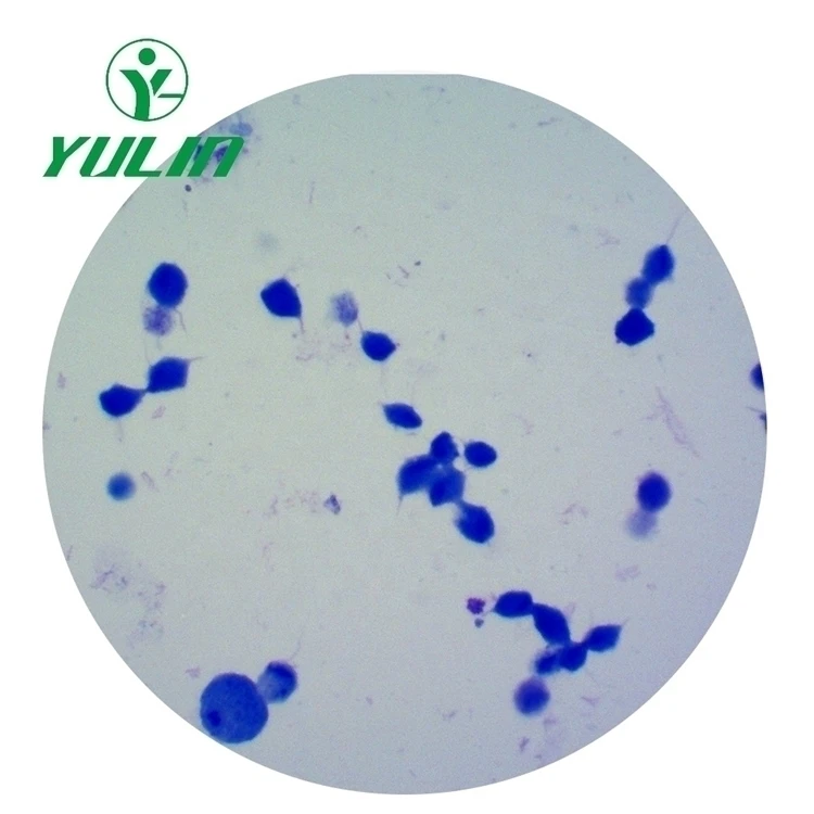 Set of 50 Medical Parasitology Slides Medical Science Microscope Slides