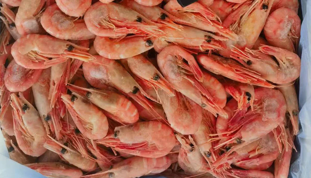 Cold water frozen shrimp to Russia