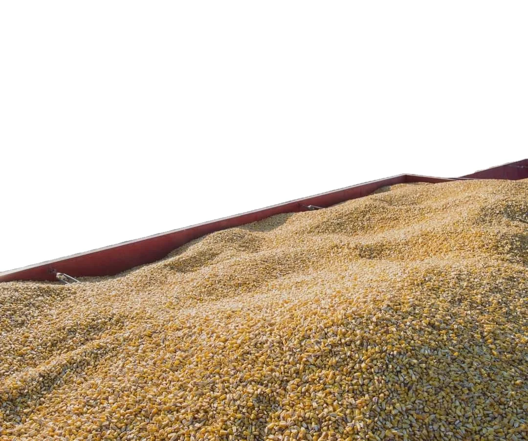 Belgium Yellow Maize, Dried Yellow Corn, Popcorn, White Corn Maize for