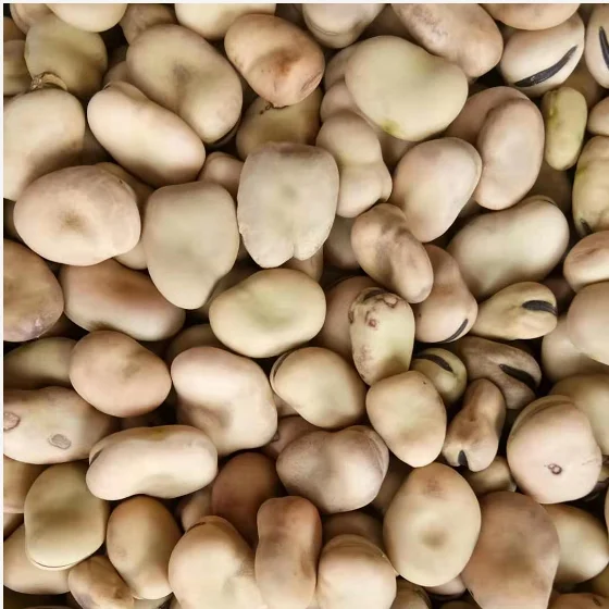 
Whole hulled split Broad Beans / fava beans / faba beans without insects 