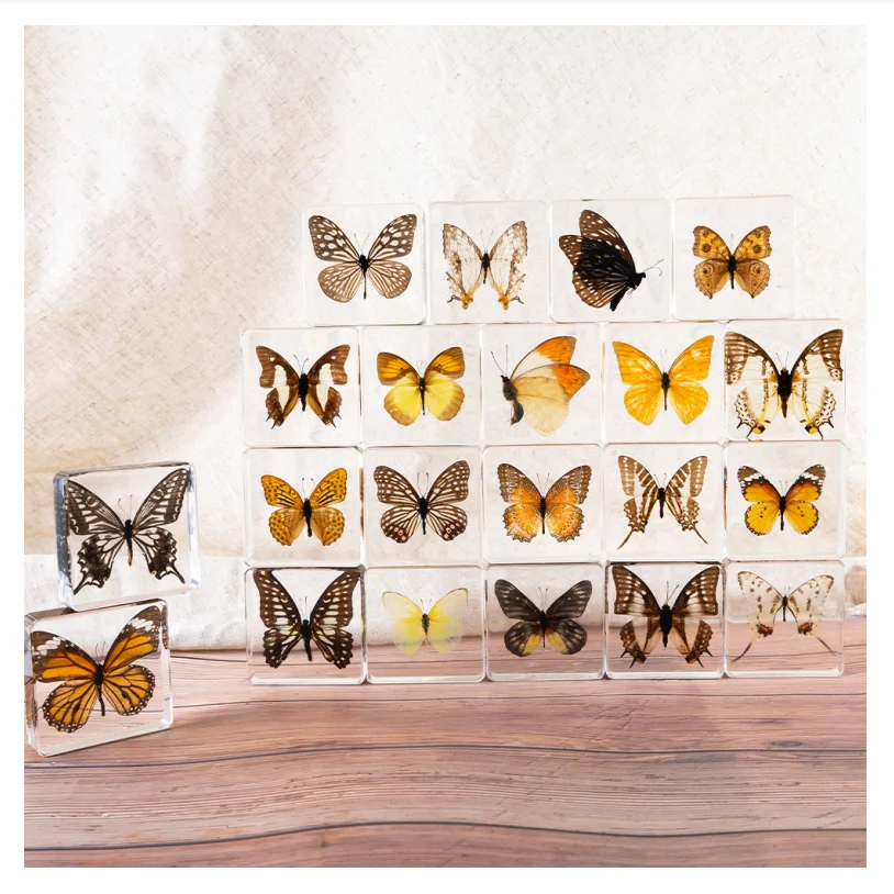 Beautiful Real Butterfly Taxidermy Specimen Acrylic Animal Pattern Frame Collection Unique Biological Photo Display Taxidermy