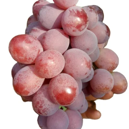 Красный виноград