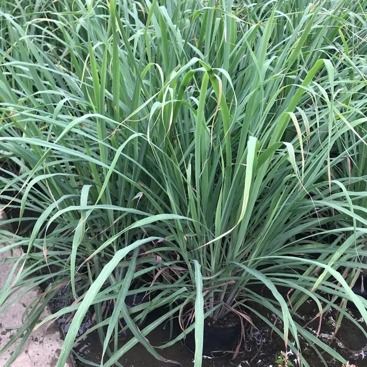 
High Germination Lemon Grass Seed 