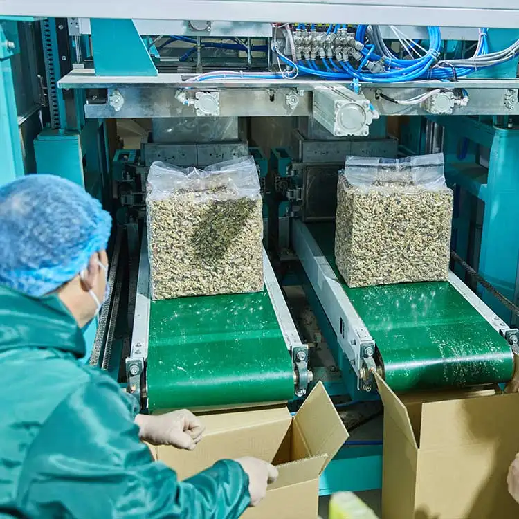 Wholesale Xinjiang Raw Dried Walnuts Halves Kernels For Sale walnut kernel walnut without shell