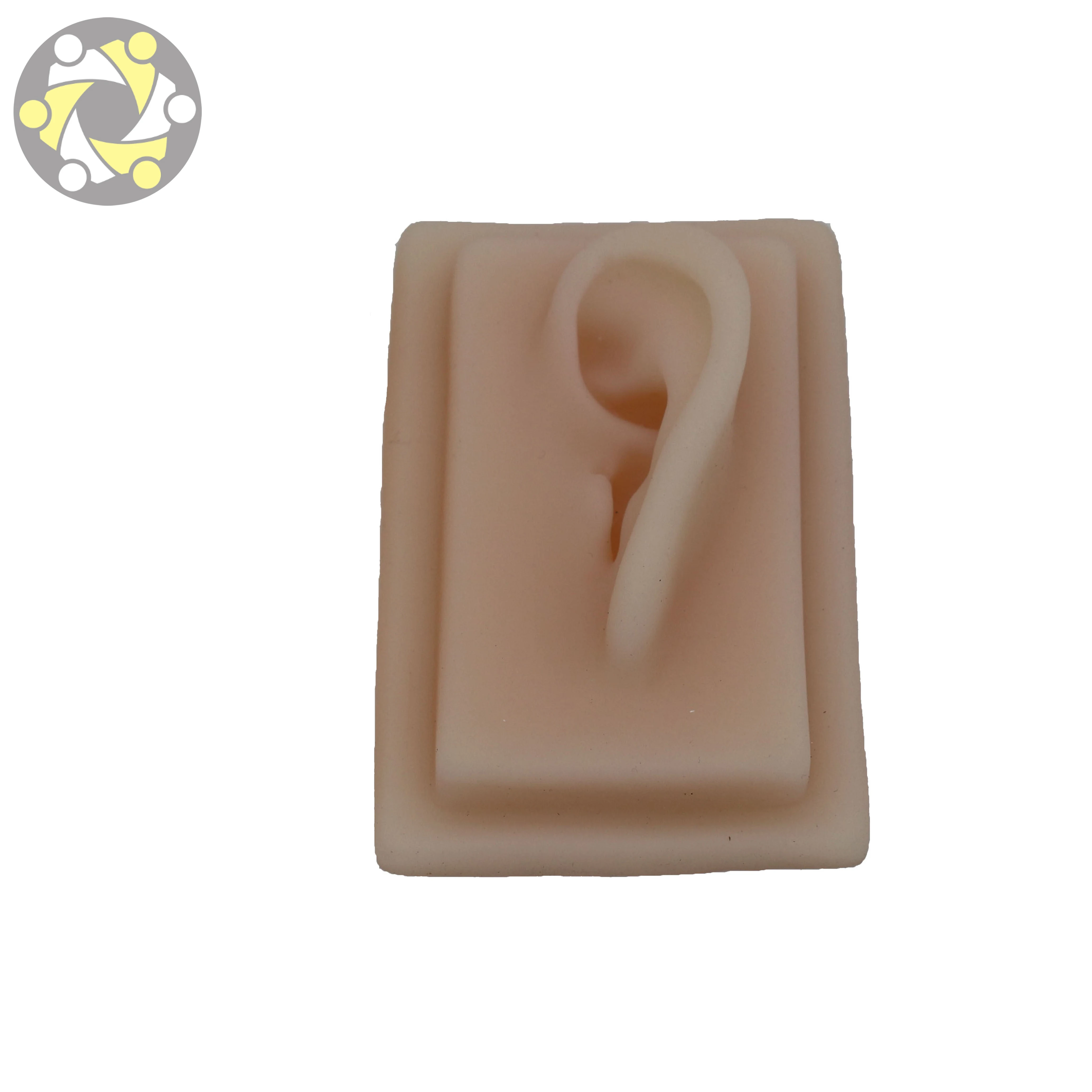 Human Anatomy 3D Flexible Silicone Ear Model Medical Science Training Model