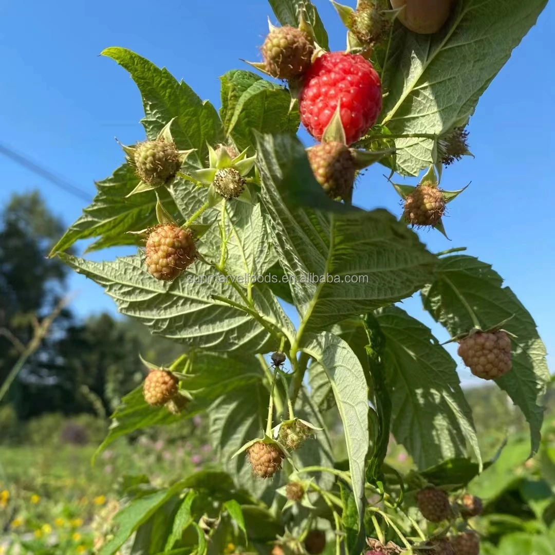 New Crop Brc Certificate IQF Frozen Whole Red Raspberry in Season 10kg
