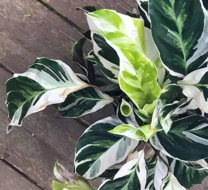 
Live plants wholesale price fusion white natural plants 