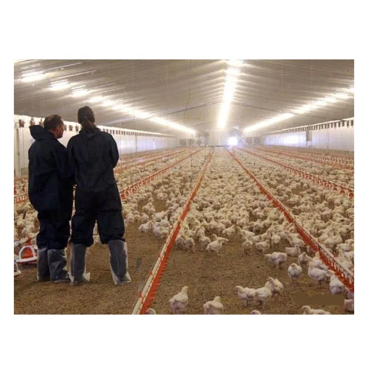 Chicken Cups Feeder Broiler Feed Line Chicken Feed Line