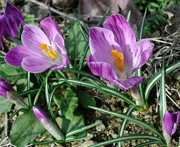 High quality saffron extract powder