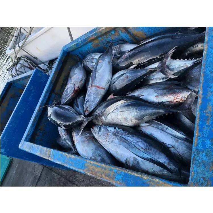 Wholesale Price High Quality Seafood Products Frozen Whole Round Albacore Tuna For Canned