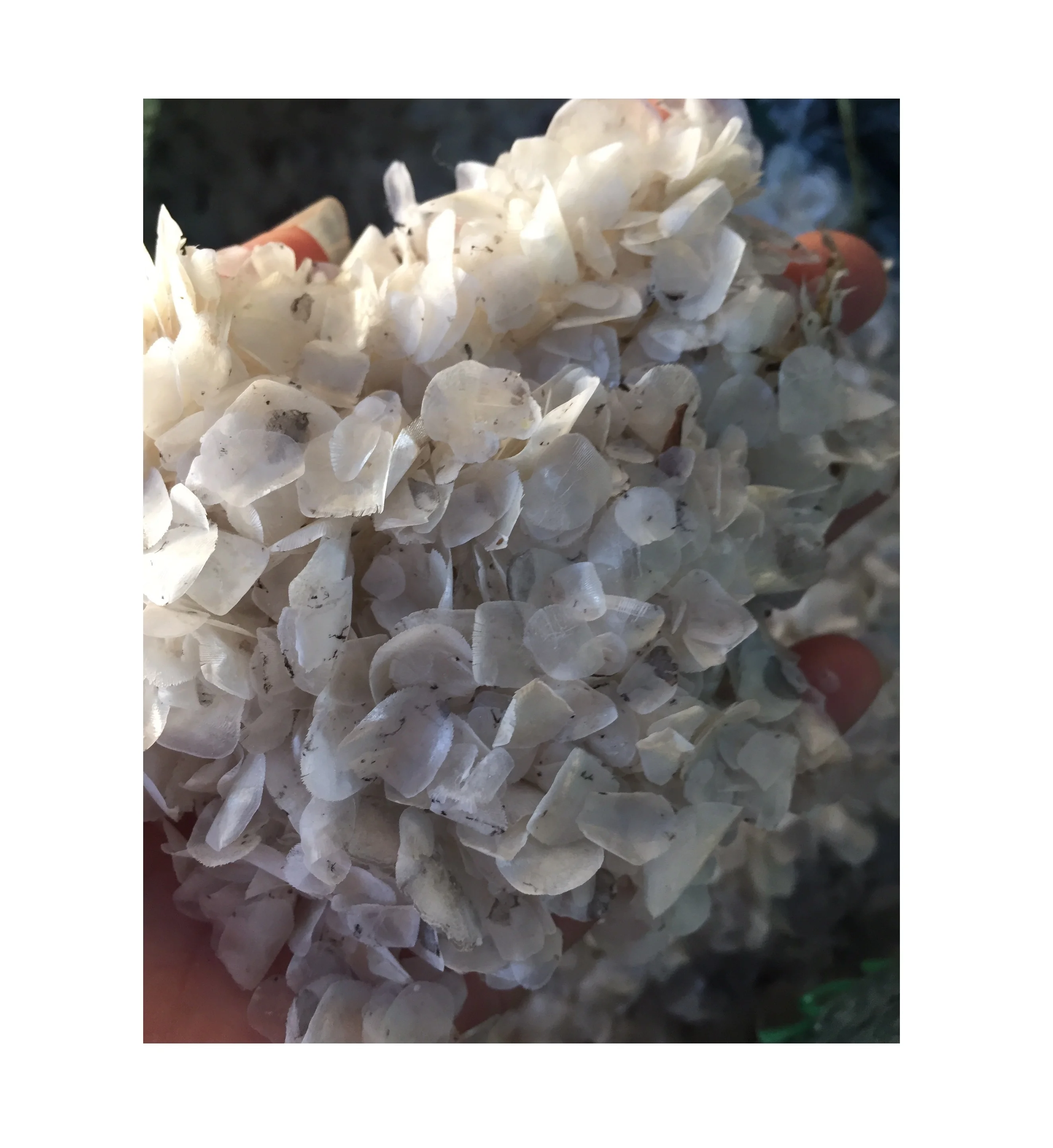 Fish scale ossein/Dried Decalcified fish scales/Dried snapper fish scales collagen (Ms. Sandy)