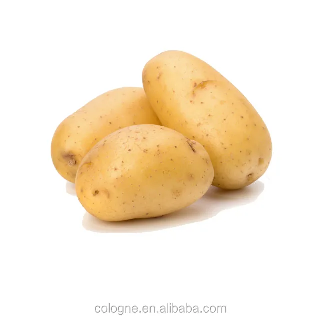 Fresh potato market/Fresh potato factory/Holland Potato