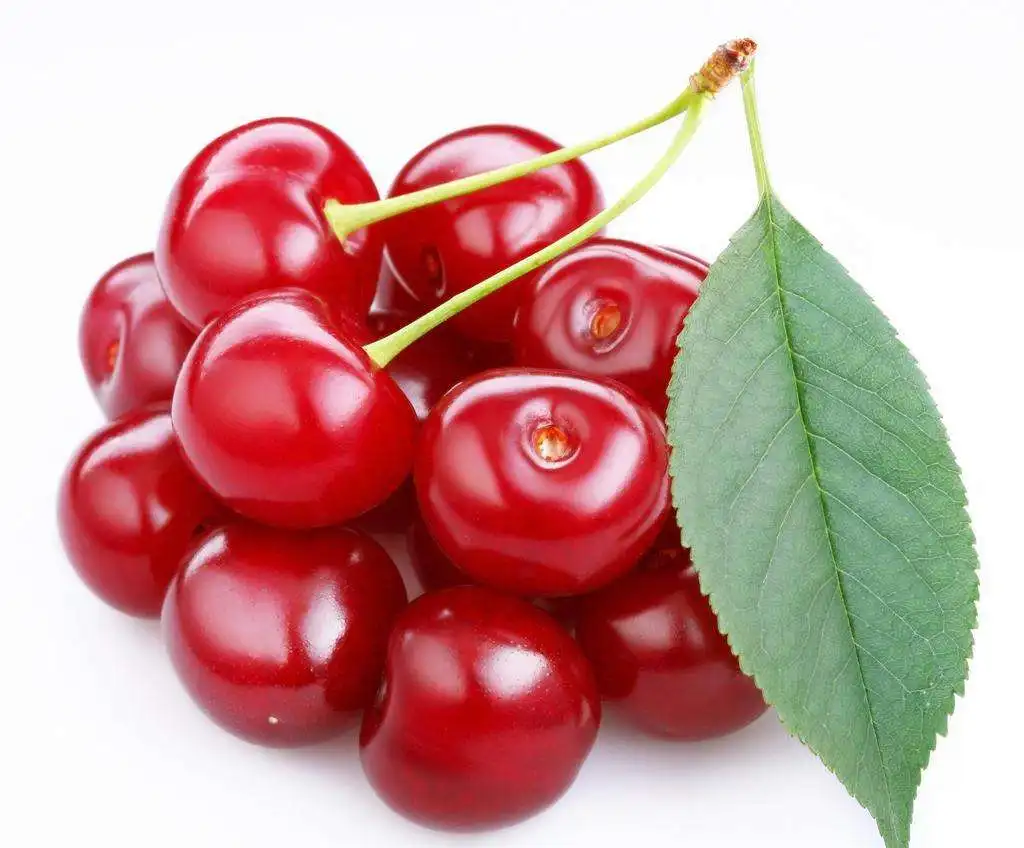 Supply Free Sample /High Quality Asiatic Cornelian Cherry Fruit Extract