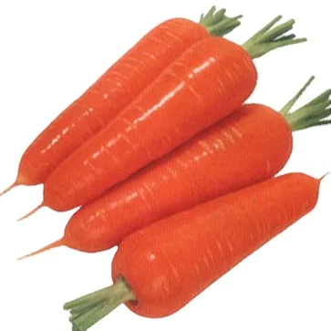 Import Fresh Promotional Quality 100% Organic Orange Carrots from Vietnam Stored in Cartons