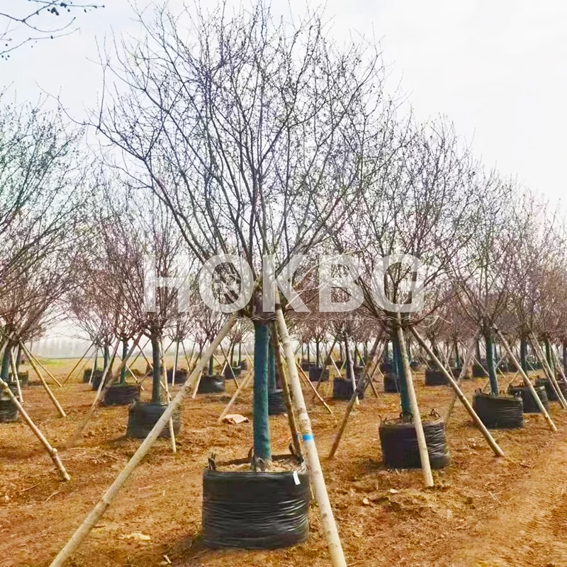 HOKBG Wholesale Eco Friendly Polypropylene Woven membrane fabric grow bags Garden Planter Bags garden pots & planters bags