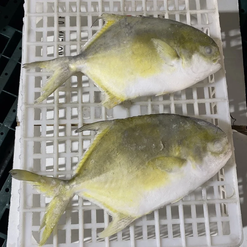 raw golden pomfret pompano export 400 to 600g