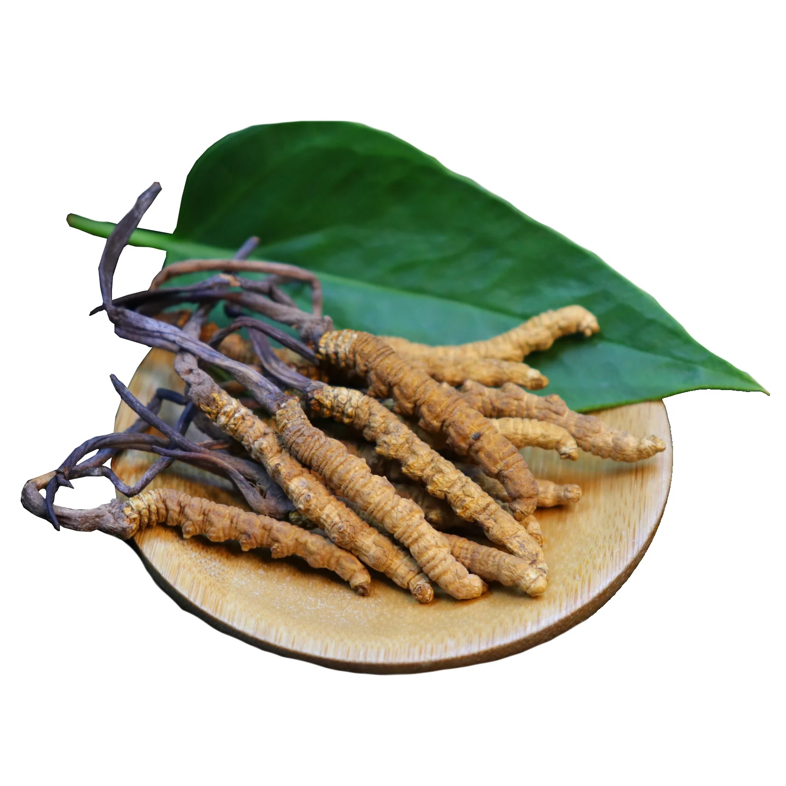 wholesale whole wild plant cordyceps mushroom Dried natural cordyceps sinensis mycelium