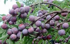 
Best Price Fresh Plums For Best Price Sale 