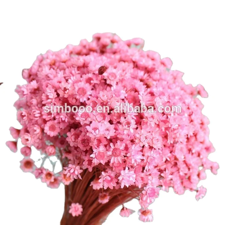 2017Factory direct sale, Small star of Brazil, little daisies of eternal flowers