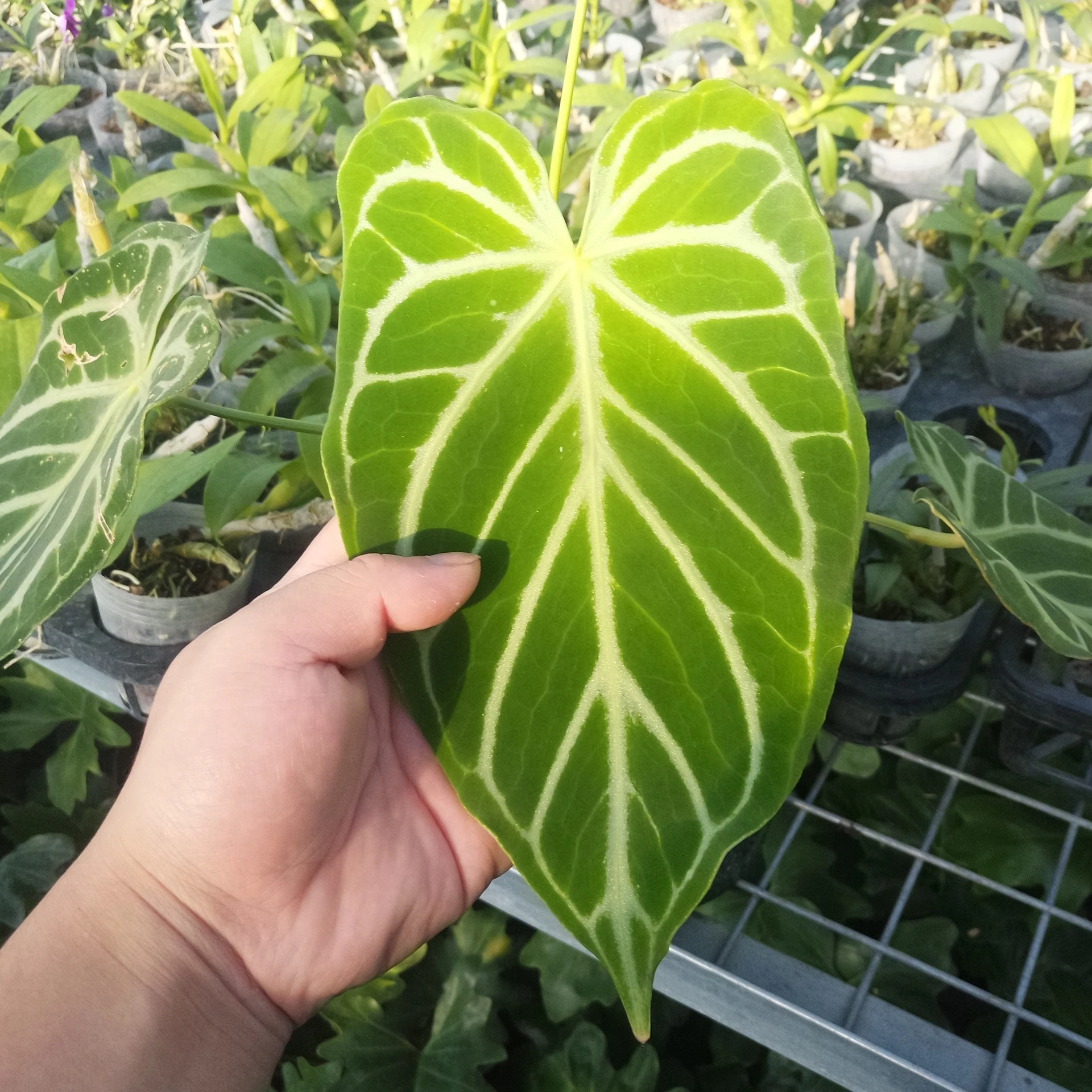 Indoor space decorative plant colorful Anthurium crystallinum
