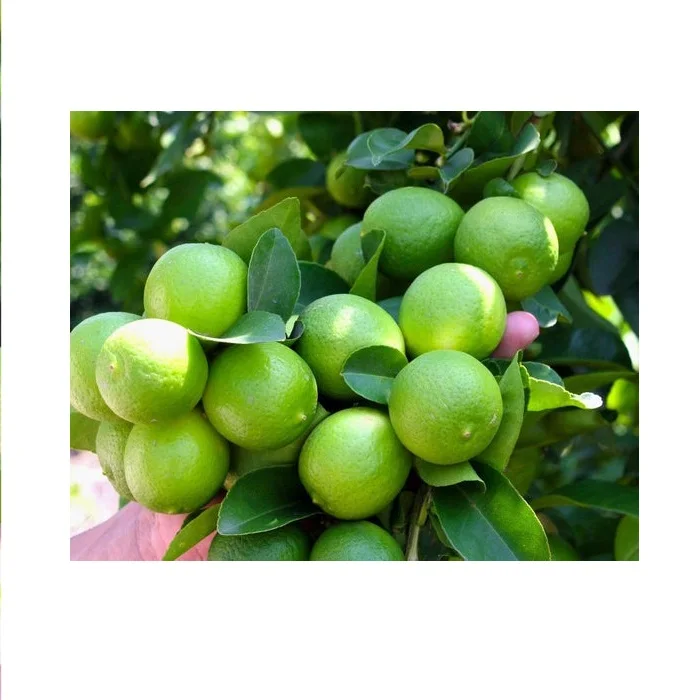 Lime seedless fresh seedless lime fresh green lemon high quality for exporting- Whatsapp 0084 989 322 607