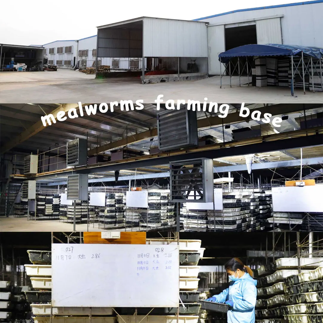 Dried Mealworm Pupa For Japanese Health Products