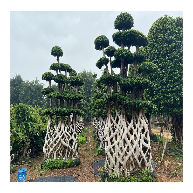 
Hot selling good quality green plant flower deco green wall from plants ficus microcarpa bonsai net shape 