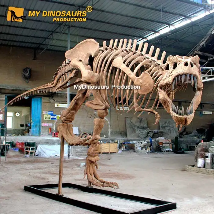  MY DINO DS099 скелет динозавра из стекловолокна для