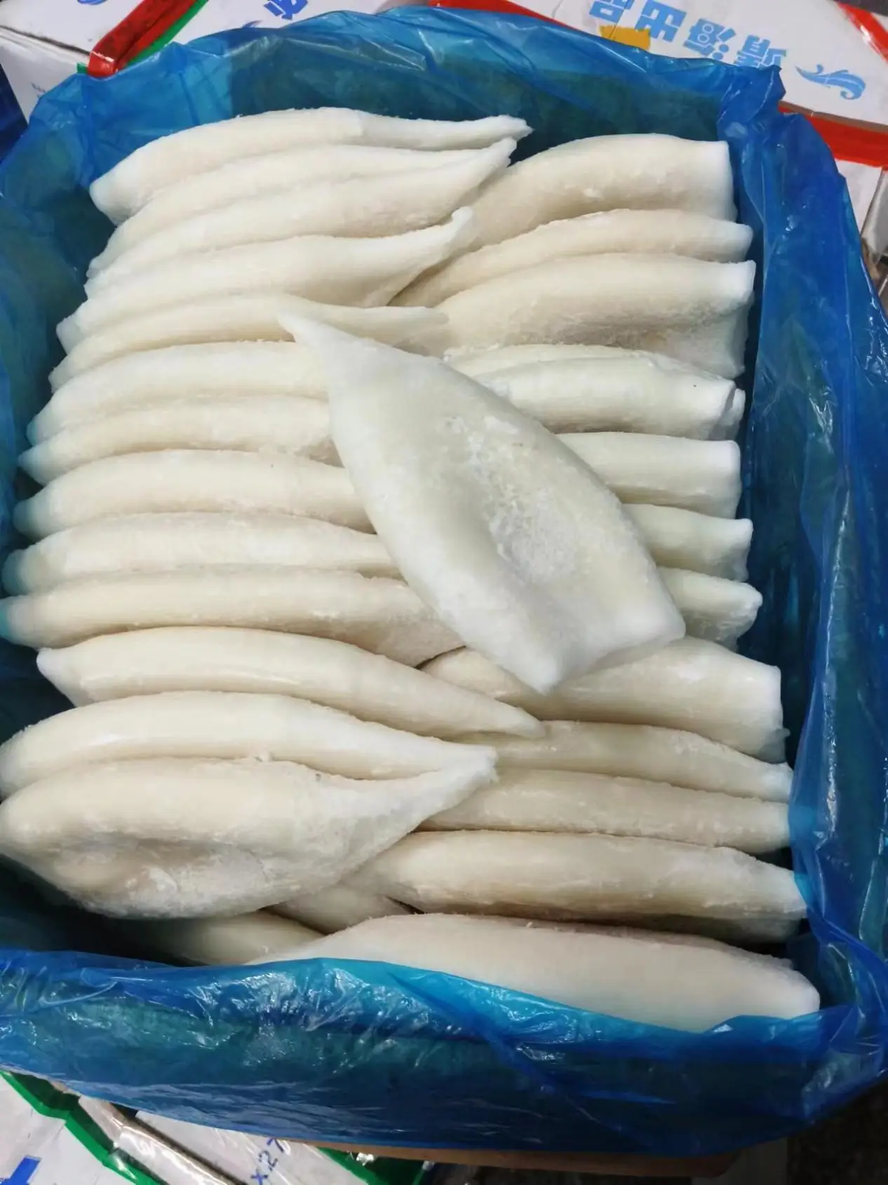 Illex squid tube Illex Squid Tube  good quality  with glazing