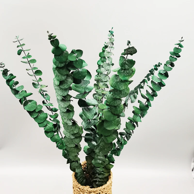 Eucalyptus Leaves Preserved Dried Real Eternal Flower Eucalyptus Branches Garland for Arrangements Wedding Decoration Home Decor