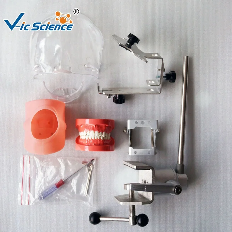 Top quality dental head mannequin dental phantom head simulator phantom head simulator dental human teeth model medical science education model