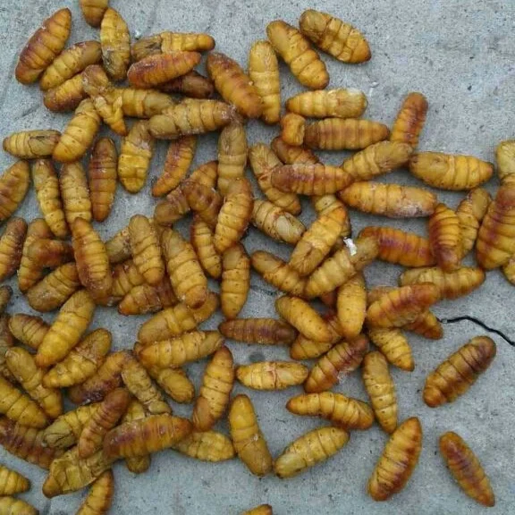 Wholesale Animal Feed SANFENG SEAFOOD Frozen Silkworm Pupae Autumn Silkworm For Sale