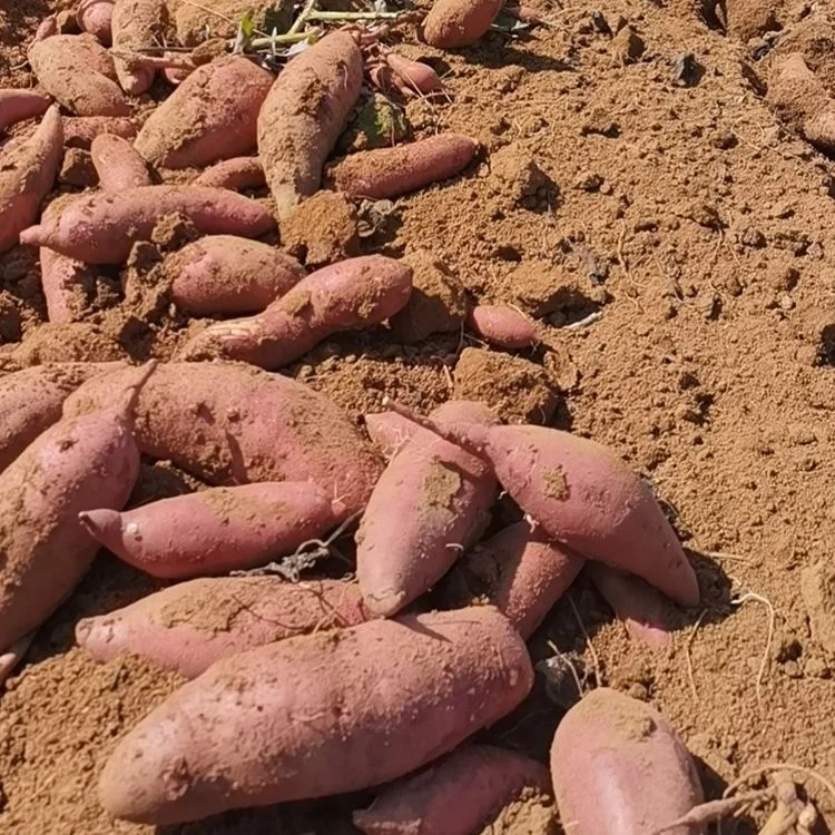 China Export Cheap Fresh Sweet Potato New Crop Yummy Red Sweet Potato