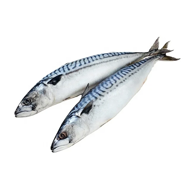pacific mackerel (1)