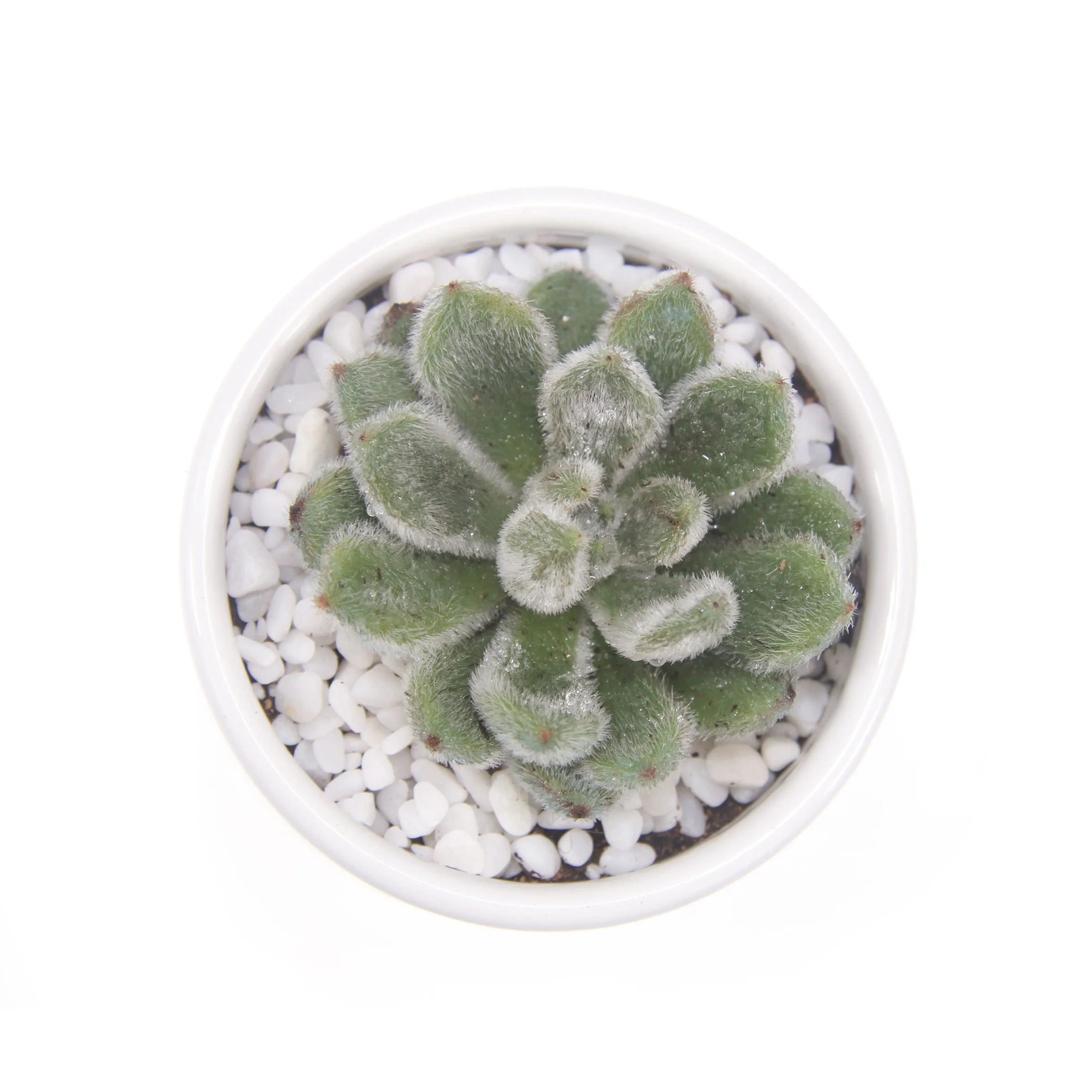 
Оптовая продажа, суккуленты echeveria, бонсай, суккуленты Echeveria setosa для украшения помещений 