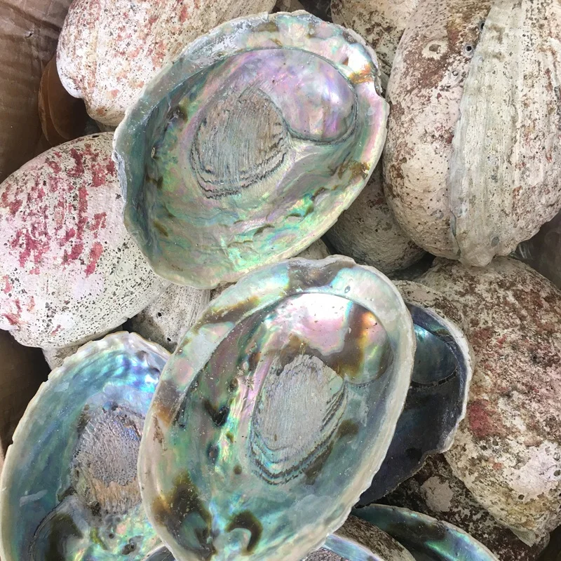 13-15cm Natural Raw New Zealand Abalone Shell for Burning Sage
