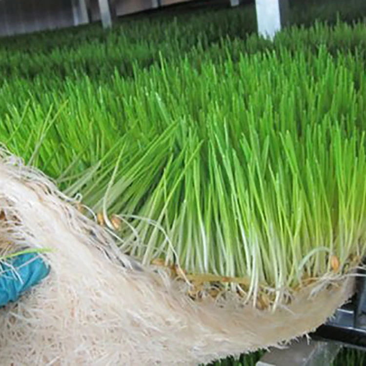 High technology grass wheat hydroponic barley fodder machine