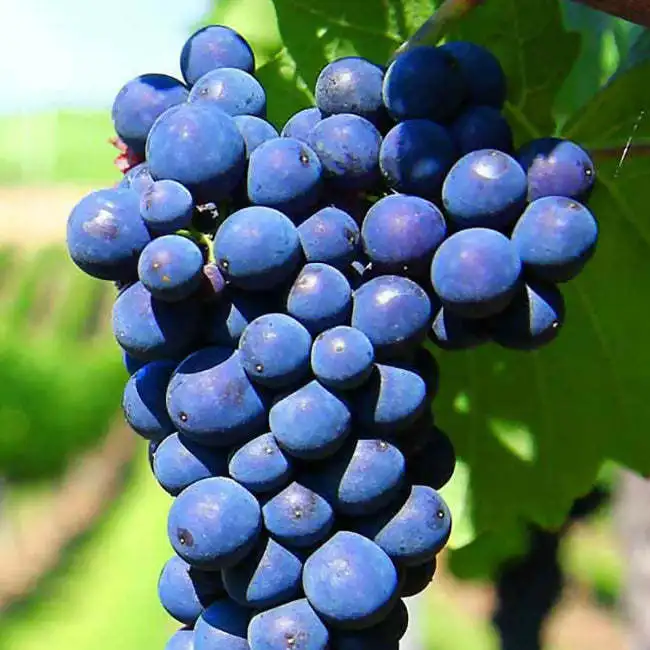 Red Wine Primitivo IGP Salento-насыщенная и насыщенная бутылка 75cl