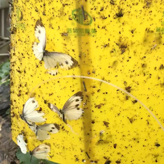 Phyllotreta striolata lure to control vegetable beetle