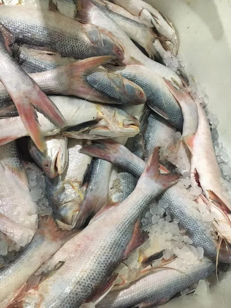 Frozen King Threadfin Fish Gutted Good Sale